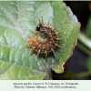 argynnis paphia pyatigorsk larva l4 1